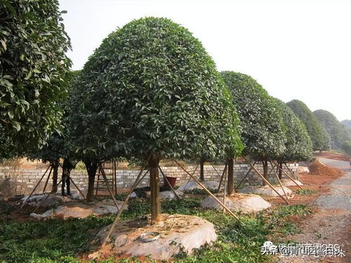 目前農(nóng)村栽什么樹最有前景 滿足4個(gè)條件,棵棵都是搶手貨