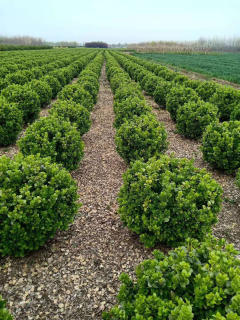 廊架施工、園林養(yǎng)護(hù)綠化、承接綠化工程綠化養(yǎng)護(hù)庭院設(shè)計