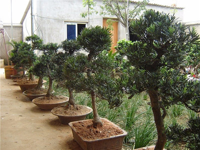 綠化苗木價(jià)格表 白銀綠化苗木 百通生態(tài)環(huán)境