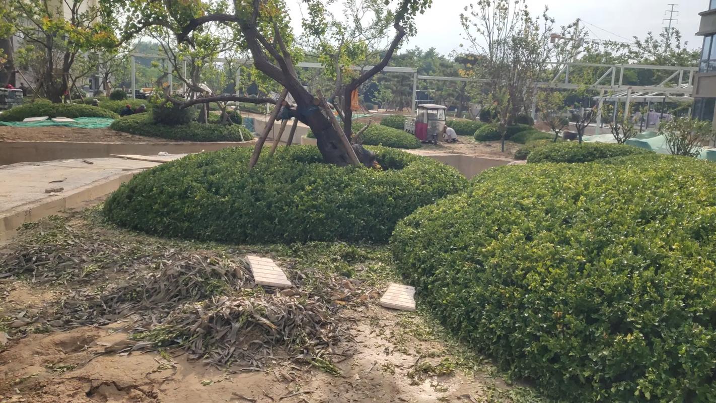 施工現場實拍 專業的事交給專業的人 園林綠化工程 小區綠化