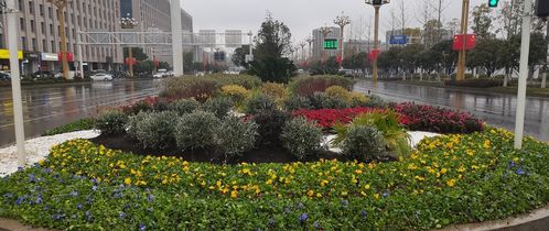 天心區(qū)園林綠化維護(hù)中心花境相繼展現(xiàn)