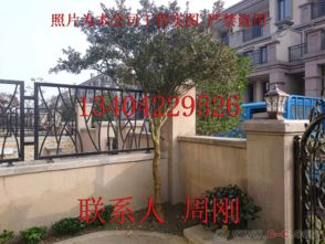 蘇州園林綠化 從設計、施工到養護的古典與現代融合之道